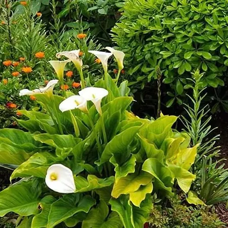 Slavica דירה טרוגיר