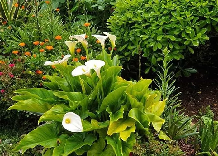 Slavica Appartement Trogir